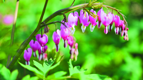 荷包牡丹搶先綻放